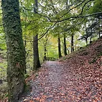 Grizedale View